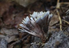 Thelephora anthocephala