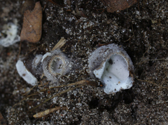 Hypomyces stephanomatis