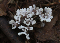 Thelephora anthocephala