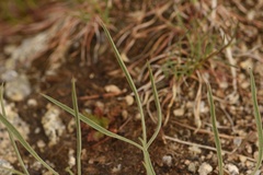Lomatium triternatum triternatum