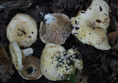 Lactarius acerrimus