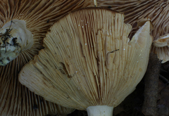 Lactarius acerrimus