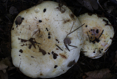 Lactarius acerrimus