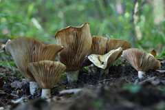 Lactarius acerrimus