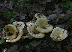 Lactarius acerrimus
