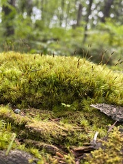 Dicranum flagellare