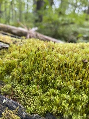 Dicranum flagellare