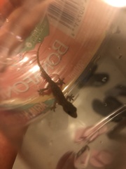 Hemidactylus frenatus