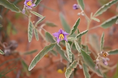 Solanum sturtianum