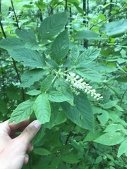 Clethra acuminata
