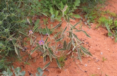 Solanum sturtianum