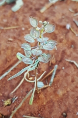 Lepidium oxytrichum