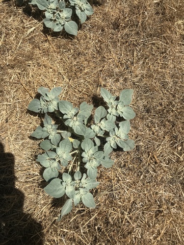 iNaturalist observation photo of turkey mullein