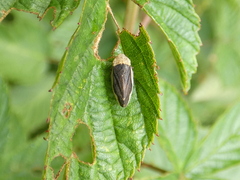 Philaenus nigripectus