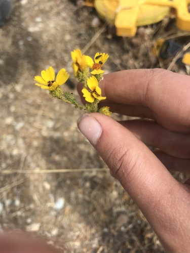 iNaturalist observation photo of Pit-gland Tarweed