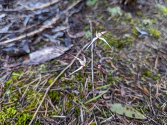 Caladenia capillata