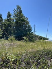 Sporobolus rigidus magnus