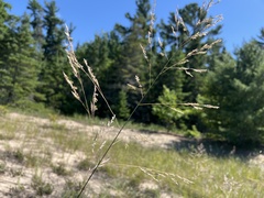 Sporobolus rigidus magnus