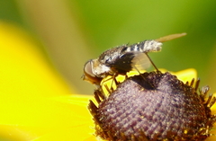 Paravilla separata