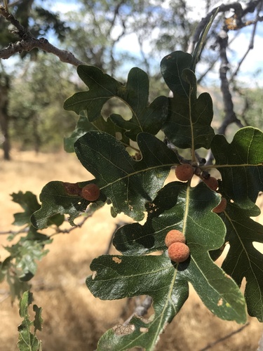 iNaturalist observation photo of Fuzzy Gall Wasp