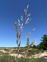 Sporobolus rigidus magnus