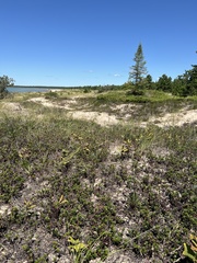 Sporobolus rigidus magnus