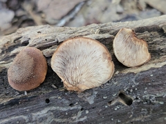 Lentinellus castoreus