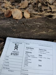 Lentinellus castoreus