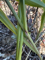 Sporobolus rigidus magnus