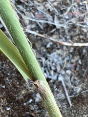 Sporobolus rigidus magnus