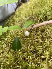 Gaultheria procumbens image
