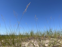 Sporobolus rigidus magnus