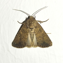Spodoptera cilium