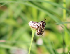 Copestylum marginatum