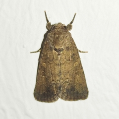 Spodoptera cilium