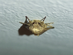 Spodoptera cilium