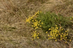 Lomatium papilioniferum