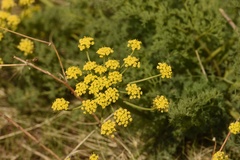 Lomatium papilioniferum