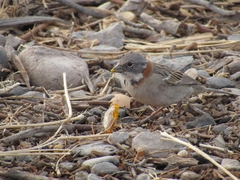 Zonotrichia capensis australis