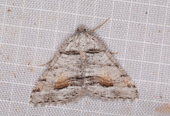 Macaria colata
