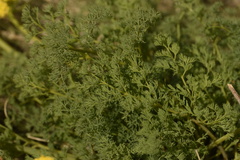 Lomatium papilioniferum