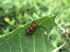 Tetraopes melanurus