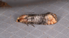 Retinia edemoidana