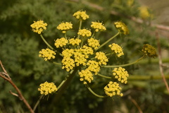 Lomatium papilioniferum