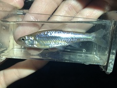 Notropis stramineus