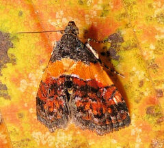Tripudia flavofasciata