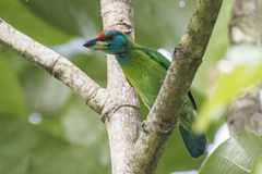 Psilopogon asiaticus