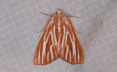 Sabulodes niveostriata