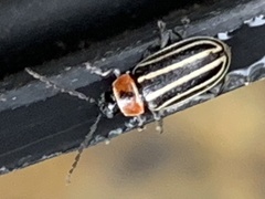 Disonycha pensylvanica