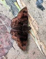 Nisoniades bromias